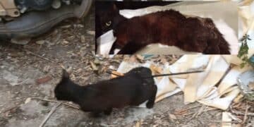 Gatto colpito con una freccia in provincia di Nuoro, Rizzi: “La ferocia umana non ha limiti”