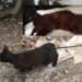Gatto colpito con una freccia in provincia di Nuoro, Rizzi: “La ferocia umana non ha limiti”