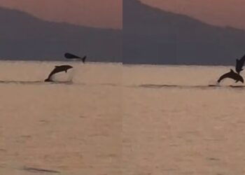 Torre delle Stelle, la danza dei delfini al tramonto nella spiaggia di Cann’e Sisa
