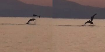 Torre delle Stelle, la danza dei delfini al tramonto nella spiaggia di Cann’e Sisa
