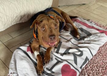 Palla sta male, la cagnolina diventata il simbolo di tutti i randagi che hanno subito violenza vive circondata dell’affetto di tutti