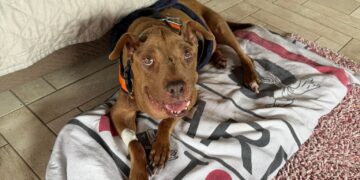 Palla sta male, la cagnolina diventata il simbolo di tutti i randagi che hanno subito violenza vive circondata dell’affetto di tutti