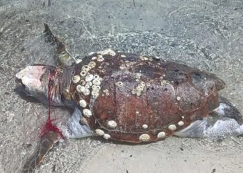 Porto Ottiolu, tartaruga intrappolata in una rete e trovata morta: “Questo dovrebbe indignarci, non la posidonia”