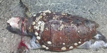 Porto Ottiolu, tartaruga intrappolata in una rete e trovata morta: “Questo dovrebbe indignarci, non la posidonia”
