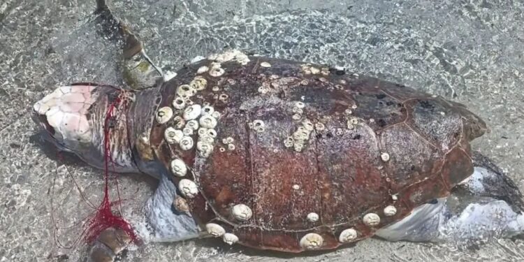 Porto Ottiolu, tartaruga intrappolata in una rete e trovata morta: “Questo dovrebbe indignarci, non la posidonia”
