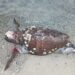Porto Ottiolu, tartaruga intrappolata in una rete e trovata morta: “Questo dovrebbe indignarci, non la posidonia”