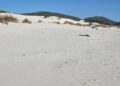 Teulada, dune di Is Arenas Biancas calpestate e violate da ombrelloni e asciugamani: scattano i controlli