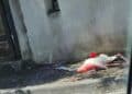 Cagliari, un fiore rosso accanto al povero fenicottero morto