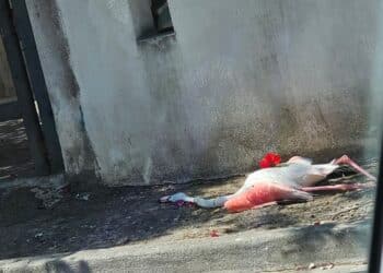 Cagliari, un fiore rosso accanto al povero fenicottero morto