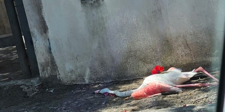 Cagliari, un fiore rosso accanto al povero fenicottero morto