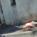 Cagliari, un fiore rosso accanto al povero fenicottero morto
