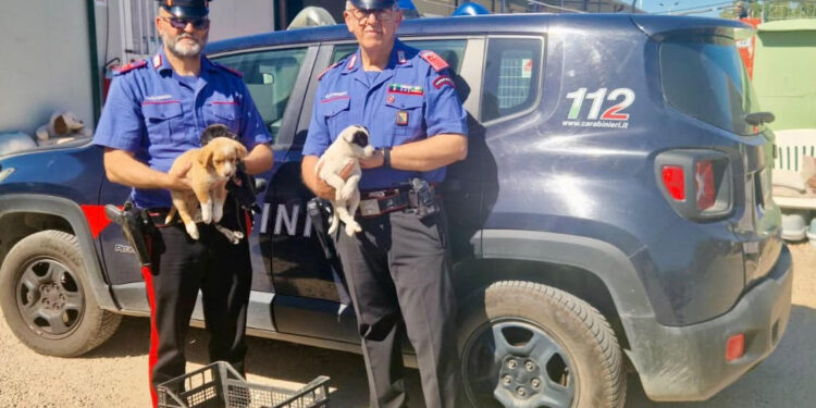 Golfo Aranci, 3 cuccioli chiusi in gabbia e lasciati sotto un ponte salvati dai carabinieri