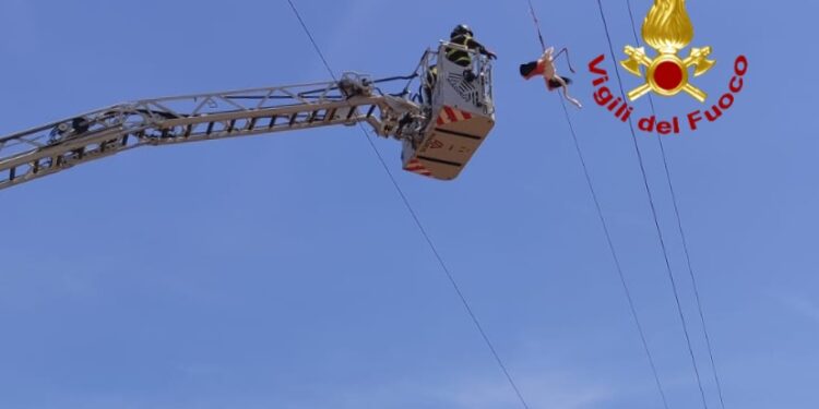 San Gavino Monreale, i vigili del fuoco salvano un fenicottero impigliato in un cavo dell’alta tensione
