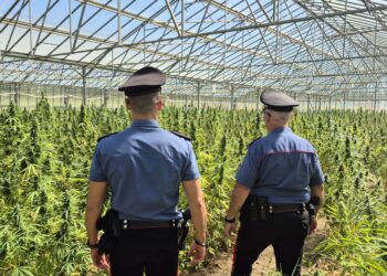 Dolianova, maxi piantagione di cannabis da diecimila piante scoperta dai carabinieri: due arresti