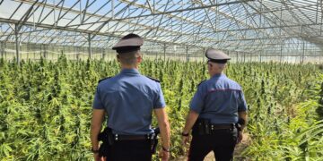 Dolianova, maxi piantagione di cannabis da diecimila piante scoperta dai carabinieri: due arresti