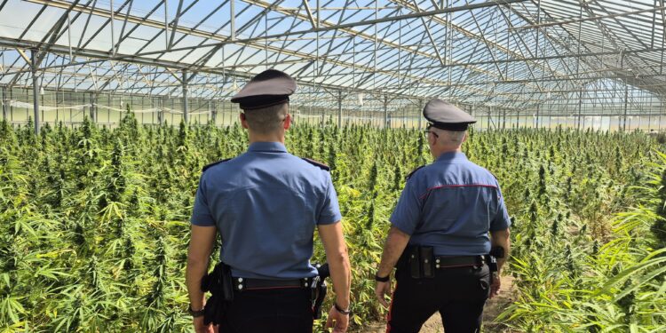 Dolianova, maxi piantagione di cannabis da diecimila piante scoperta dai carabinieri: due arresti