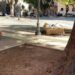 Cagliari: “Tre letti simbolo di inclusione sotto gli alberi in piazza del Carmine, inaccettabile per residenti e commercianti”