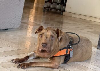 Addio a Palla, è morta la cagnolona simbolo della rinascita di tutti i randagi maltrattati