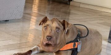Addio a Palla, è morta la cagnolona simbolo della rinascita di tutti i randagi maltrattati