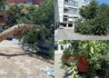 Paura in piazza a Monserrato, si spezza un grosso albero su tre auto