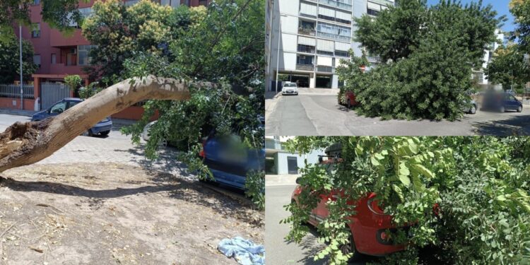 Paura in piazza a Monserrato, si spezza un grosso albero su tre auto