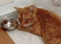 La condanna di essere Felv: si cerca una persona speciale per accogliere Rossano