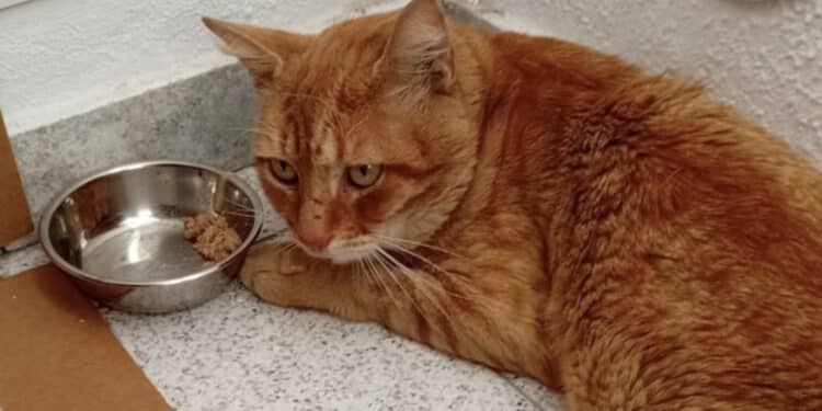 La condanna di essere Felv: si cerca una persona speciale per accogliere Rossano