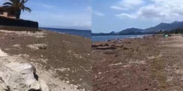 Capoterra, a Maramura e Torre degli Ulivi la distesa marrone della posidonia copre tutto: “I cittadini chiedono la pulizia”