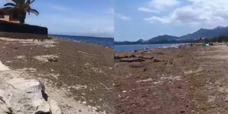 Capoterra, a Maramura e Torre degli Ulivi la distesa marrone della posidonia copre tutto: “I cittadini chiedono la pulizia”
