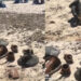 Nora, resti archeologici tra i bagnanti: i carabinieri hanno messo in sicurezza il tesoro del passato