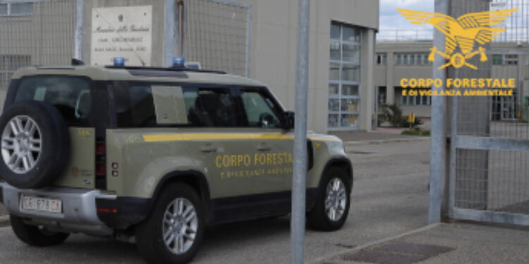 Villasor, arrestato un allevatore 78enne mentre appicca un incendio in un campo di grano