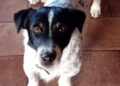Radio Zampetta Sarda: appello per Jack, smarrito a Villaputzu