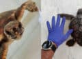 Pula, una baby Caretta caretta in difficoltà salvata da un diportista