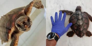 Pula, una baby Caretta caretta in difficoltà salvata da un diportista