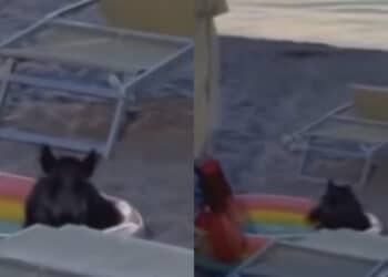 La Marinedda, bagno in piscina per un cinghiale che si impossessa del gonfiabile dei bimbi: la foto diventa virale