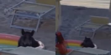 La Marinedda, bagno in piscina per un cinghiale che si impossessa del gonfiabile dei bimbi: la foto diventa virale