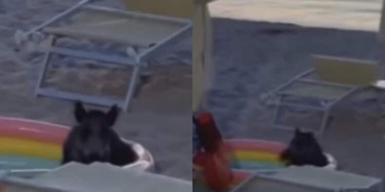 La Marinedda, bagno in piscina per un cinghiale che si impossessa del gonfiabile dei bimbi: la foto diventa virale