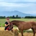 Sport equestri, buone prove delle amazzoni sarde Paola Musio e Letizia Orecchioni alla Turin Endurance Cup