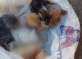 Orrore a Serramanna, cuccioli chiusi in una busta e gettati da un’auto in corsa: 3 sono morti