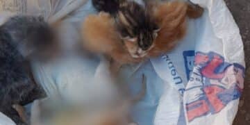 Orrore a Serramanna, cuccioli chiusi in una busta e gettati da un’auto in corsa: 3 sono morti
