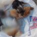 Orrore a Serramanna, cuccioli chiusi in una busta e gettati da un’auto in corsa: 3 sono morti
