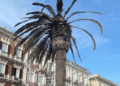 Cagliari, le palme di via Roma attaccate dal punteruolo rosso: “4 sono morenti, curatele prima che sia tardi”