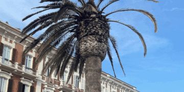 Cagliari, le palme di via Roma attaccate dal punteruolo rosso: “4 sono morenti, curatele prima che sia tardi”