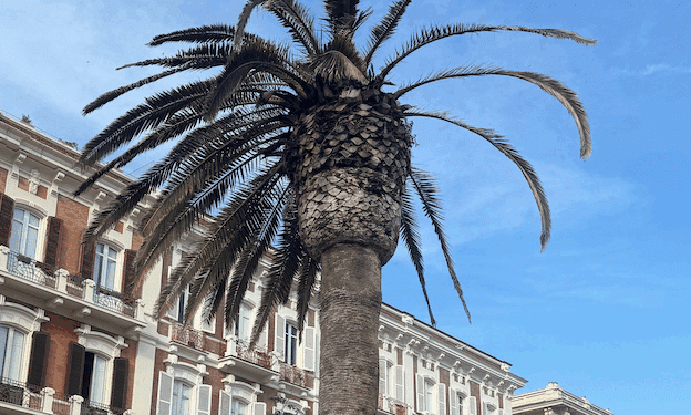 Cagliari, le palme di via Roma attaccate dal punteruolo rosso: “4 sono morenti, curatele prima che sia tardi”