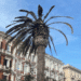 Cagliari, le palme di via Roma attaccate dal punteruolo rosso: “4 sono morenti, curatele prima che sia tardi”