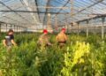 Maxi sequestro di cannabis a Uta: i carabinieri scoprono sei capannoni strapieni di droga (VIDEO)