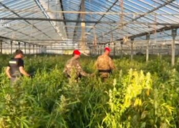 Maxi sequestro di cannabis a Uta: i carabinieri scoprono sei capannoni strapieni di droga (VIDEO)