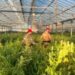 Maxi sequestro di cannabis a Uta: i carabinieri scoprono sei capannoni strapieni di droga (VIDEO)