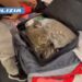 Cagliari, sequestrati oltre 7 kg di droga destinata alla “zona rossa”: arrestate tre persone