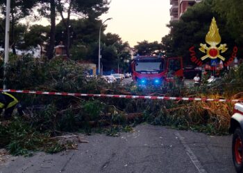 Cagliari, paura al quartiere del Sole: crolla un grosso albero, una donna finisce in ospedale